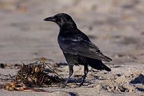 American Crow (Corvus brachyrhynchos) standing on sandy beach. Santa Barbara, California, USA, December.