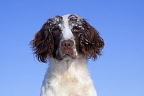 Portrait of English Springer Spaniel (field type) with snow on its head against blue sky. Elkhorn, Wisconsin, USA, January.