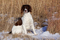 English Springer Spaniel sitting in snow and grass. Elkhorn, Wisconsin, USA, January.