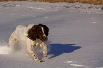 English Springer Spaniel (field type) running through snow. Elkhorn, Wisconsin, USA, January.