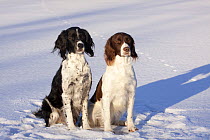 Pair of English Springer Spaniels (field type) sitting on snow. Elkhorn, Wisconsin, USA, January.