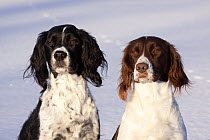 Portrait of a pair of English Springer Spaniels (field type) against snow. Elkhorn, Wisconsin, USA, January.