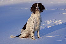 English Springer Spaniel (field type) sitting in snow. Elkhorn, Wisconsin, USA, January.