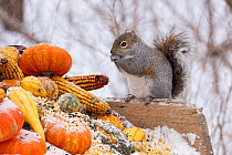 Grey Squirrel (Sciurus carolinensis) feeding on corn and gourds. St. Charles, Illinois, USA, January.
