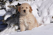 Golden Retriever puppy sitting in snow. Big Rock, Illinois, USA, February.