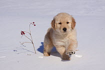 Golden Retriever puppy walking through snow by a small twig with berries. Big Rock, Illinois, USA, February.