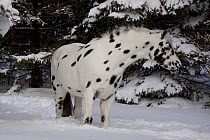Appaloosa Horse (Equus caballus) gelding, leopard type, standing in deep snow by spruce trees. Elburn, Illinois, USA, February.