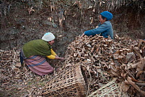 Monpa women collecting dead leaves and ferns. Later they will mix it with domestic pig dung to obtain a natural fertilizer. Between Dirang and Mandala, Arunachal Pradesh, India.