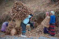 Monpa women collecting dead leaves and ferns. Later they will mix it with domestic pig dung to obtain a natural fertilizer. Between Dirang and Mandala, Arunachal Pradesh, India.