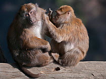 Two Assamese Macaque (Macaca assamensis) mutually grooming. Tawang, Arunachal Pradesh, India, February.