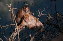 Assamese Macaques (Macaca assamensis) in a tree top. Tawang, Arunachal Pradesh, India, February.