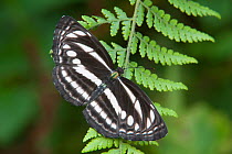 Common Sailor (Neptis hylas) on a fern frond. Assam, India, February.