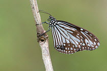 Glassy Tiger (Danaus / Parantica aglea). Assam, India, February.