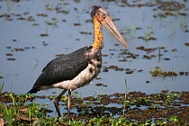 Lesser Adjudant Stork (Leptoptilos javanicus) wading. Assam, India, February.