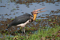 Lesser Adjudant Stork (Leptoptilos javanicus) calling. Assam, India, February.