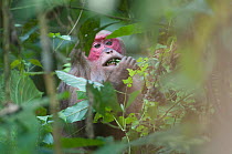 Stump-tailed Macaque (Macaca arctoides) adult seen through vegetation. Assam, India, February.