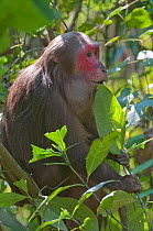 Stump-tailed Macaque (Macaca arctoides) adult holding a leaf. Assam, India, February.