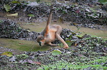 Black Capped Langur (Trachypithecus pileatus) drinking water from a puddle. Assam, India, February.