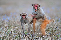 Rhesus Macaques (Macaca mulatta) mating. Assam, India, February.