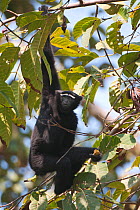 Hoolock Gibbon (Hylobates hoolock) male foraging in a tree. Assam, India, February.