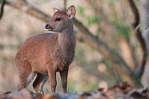 Hog Deer (Cervus / Axis  / Hyelaphus porcinus) juvenile. Kaziranga National Park, India, February.