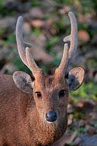 Portrait of a Hog Deer (Cervus / Axis / Hyelaphus porcinus). Assam, India, February.
