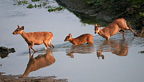 Hog Deer (Cervus / Axis / Hyelaphus porcinus) crossing a stream. Kaziranga National Park, Assam, India, February.