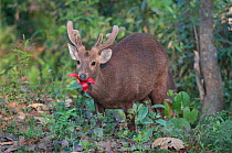 Hog Deer (Cervus / Axis / Hyelaphus porcinus), eating the flower of a Cotton Silk Tree (Bombax ceiba). Kaziranga National Park, Assam, India, February.
