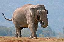 Asiatic Elephant (Elephas maximus) walking with its trunk in its mouth. Kaziranga National Park, Assam, India, February.