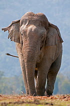 Portrait of an Asiatic Elephant (Elephas maximus). Kaziranga National Park, Assam, India, February.