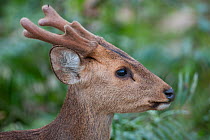 Hog Deer (Cervus / Axis / Hyelaphus porcinus) in profile. Kaziranga National Park, Assam, India, February.