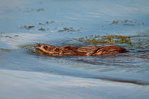 Muskrat (Ondatra zibethicus) in water. Baie de la Somme, Marquenterre, France, July.