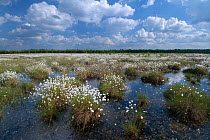 Cotton Grass (Eriophorum vaginatum) growing in wetlands. Venner Moor, Niedersachsen, Germany, May.