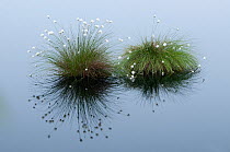 Cotton Grass (Eriophorum vaginatum) growing in water. Goldenstater Moor, Niedersachsen, Germany.