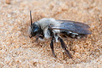 Ashy Mining Bee (Andrena cineraria) on sand. Klein Schietveld, Brasschaat, Belgium, April.