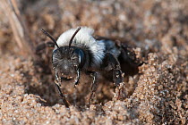 Ashy Mining Bee (Andrena cineraria) burrowing in sand. Klein Schietveld, Brasschaat, Belgium, April.