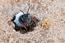 Ashy Mining Bee (Andrena cineraria) burrowing in sand. Klein Schietveld, Brasschaat, Belgium, April.