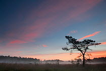 Misty plain with tree (Pinus sylvestris) before sunrise , Klein Schietveld, Brasschaat, Belgium, September 2010.