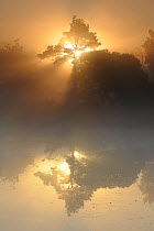 Sunrise through a tree reflected in water. Klein Schietveld, Brasschaat, Belgium, September.