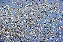 Large flock of Snow Geese (Chen caerulescens) in flight. Quebec, Canada, January.