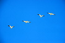 Snow Geese (Chen caerulescens) in flight. Quebec, Canada, January.