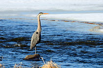 Great Blue Heron (Ardea herodias) standing on a rock in water. St-Laurent river, Quebec, Canada, February.