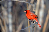 Northern Cardinal (Cardinalis cardinalis) male perching on a branch. Quebec, Canada, February.