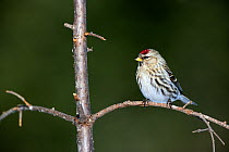 Common Redpoll (Carduelis flammea) female perching on branch. Quebec, Canada, January.