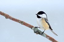 Black-capped Chickadee (Poecile atricapillus)perching on branch. Quebec, Canada, February.