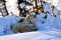 Polar Bear (Ursus maritimus) mother with two 3-month cubs, soon after emerging from their hibernation den. Wapusk National Park, Manitoba, Canada, March.