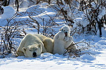 Polar Bear (Ursus maritimus) mother sleeping while her 3-month cubs play fight. Wapusk National Park, Manitoba, Canada, March.