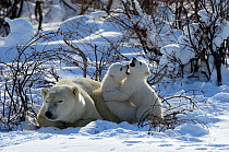 Polar Bear (Ursus maritimus) mother resting while her 3-month cubs play fight. Wapusk National Park, Manitoba, Canada, March.