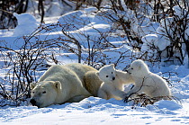 Polar Bear (Ursus maritimus) mother resting while her 3-month cubs play. Wapusk National Park, Manitoba, Canada, March.