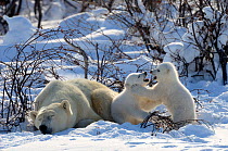 Polar Bear (Ursus maritimus) mother resting while her 3-month cubs play. Wapusk National Park, Manitoba, Canada, March.
